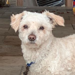 Meet your Posher, Brenda